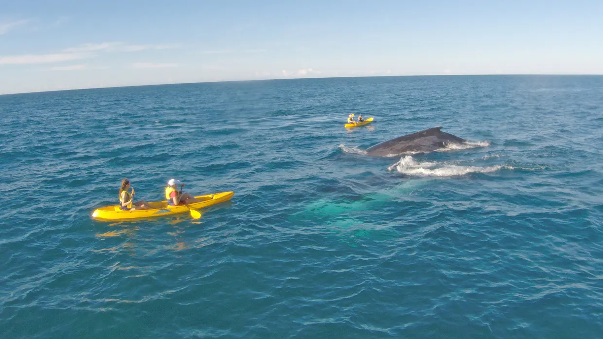 Whale Watching Ocean Kayaking & Beach 4X4 Tour - Rainbow Beach