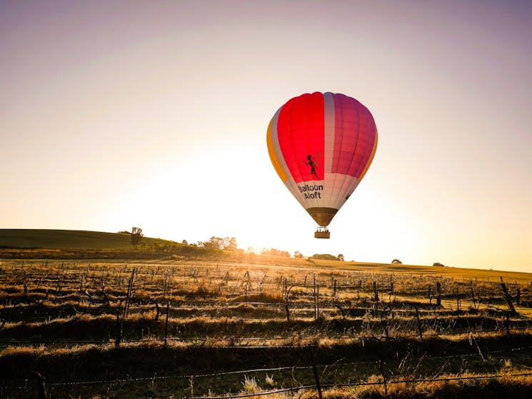 Sunrise balloon flight over the Hunter Valley Vineyards