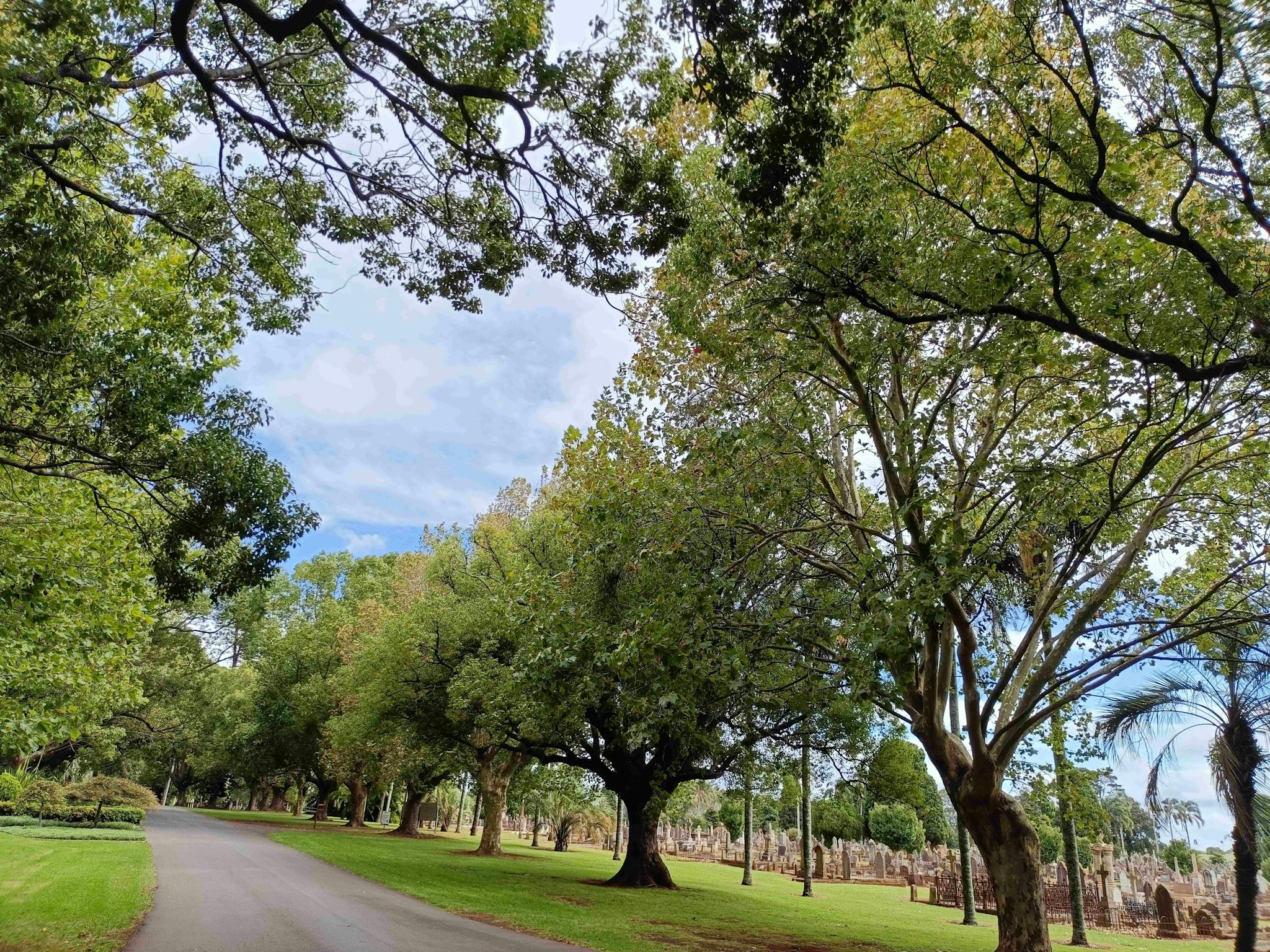 An bitumen avenue with large trees either side.