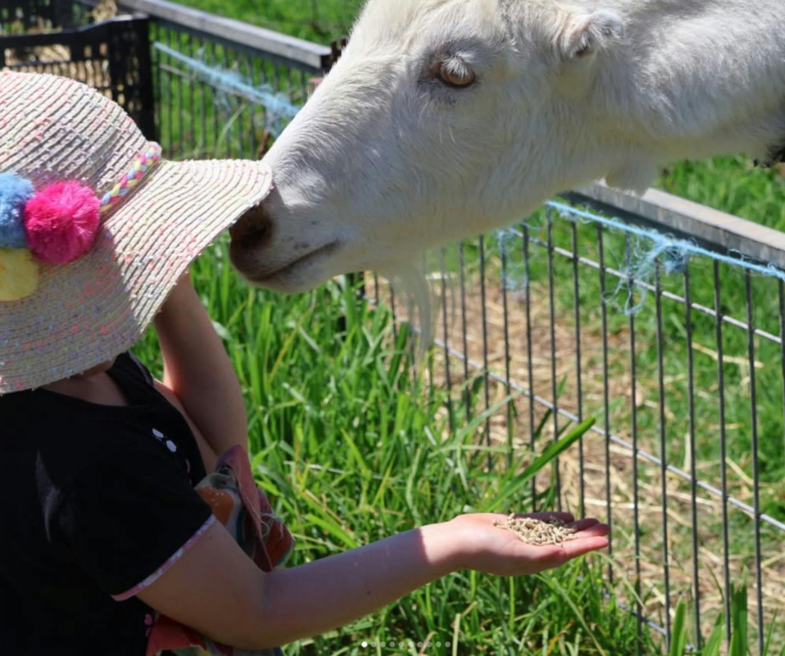 Phoenix Park Farm Play