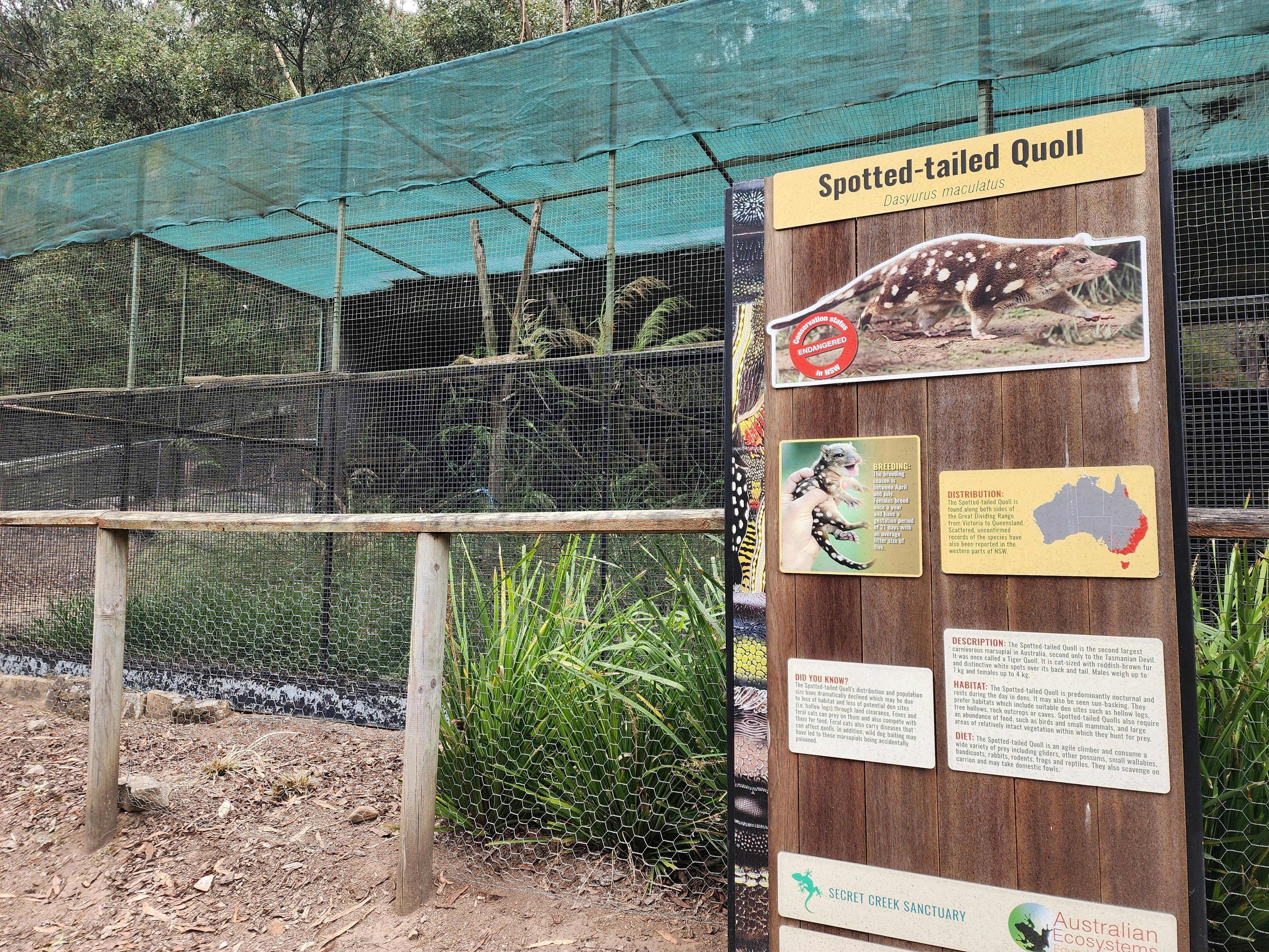 Catch a glimpse of this large predator to compare to  our Eastern quolls