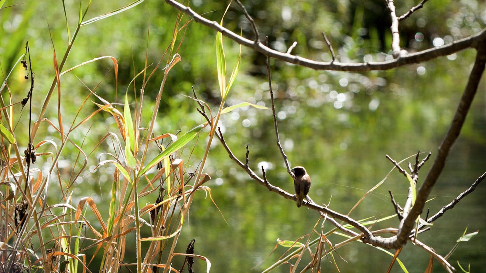 Tucki Tucki Nature Reserve