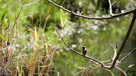 Tucki Tucki Nature Reserve