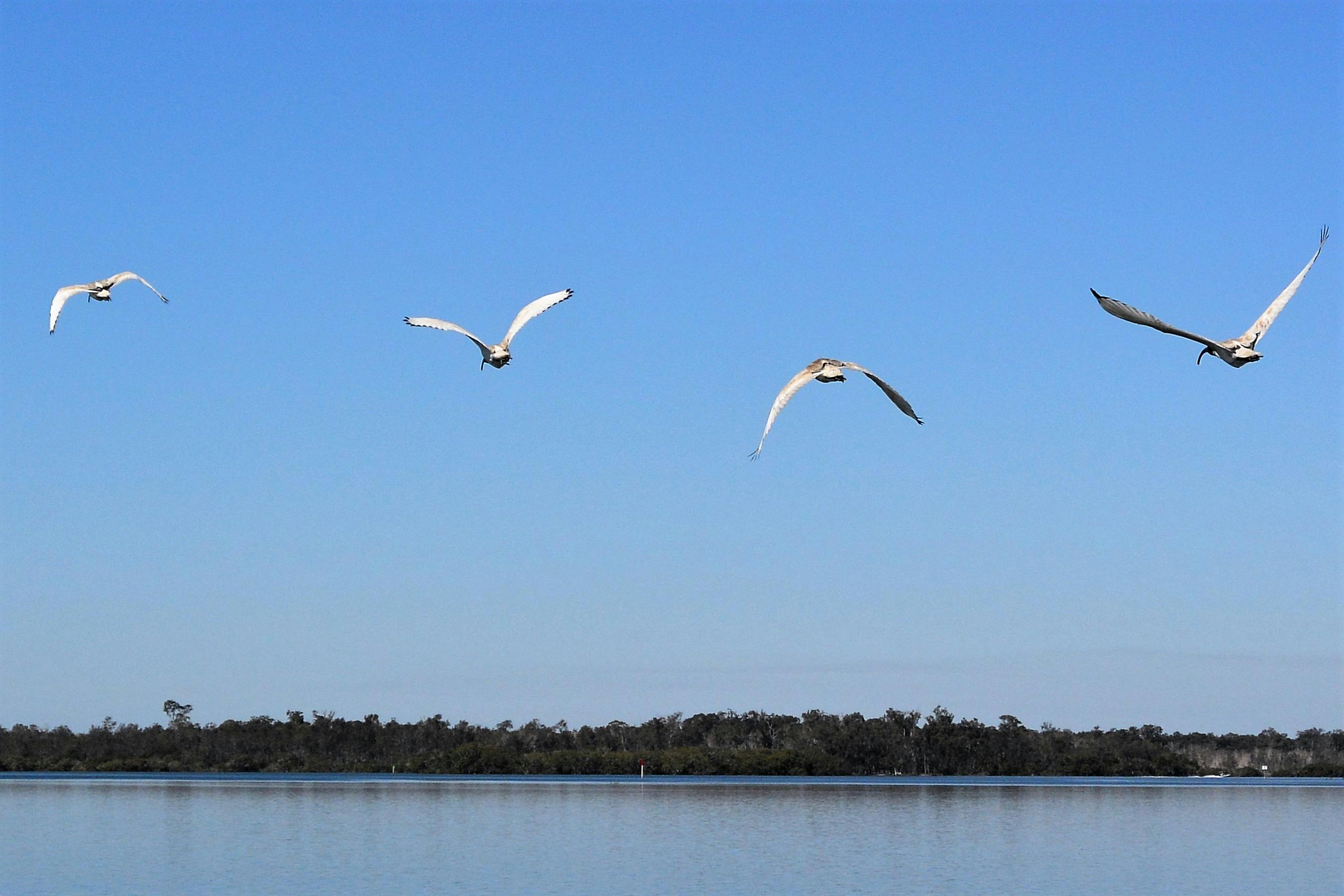 Extraordinary birdlife.. they try to keep up
