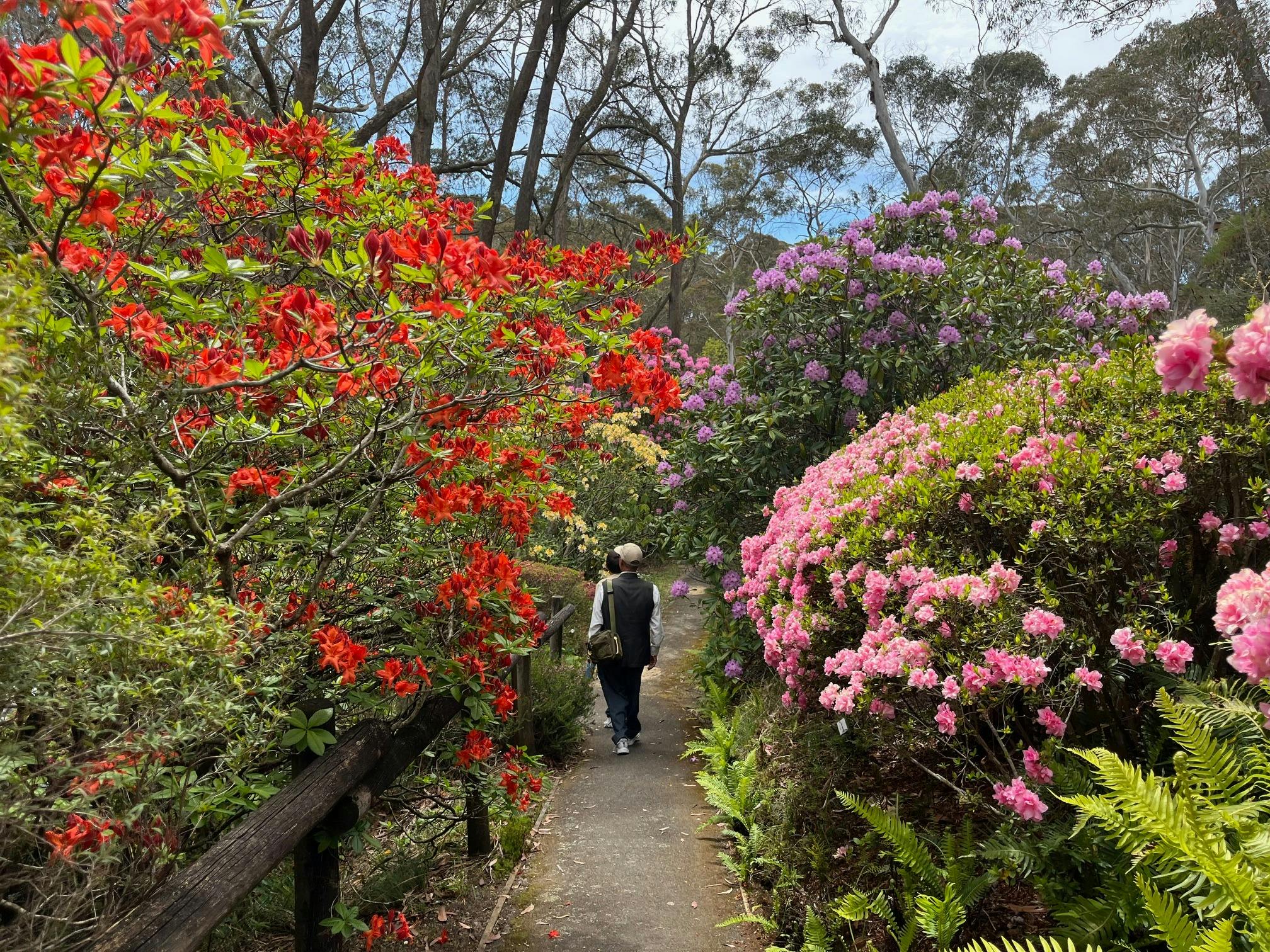 Campbell Rhododendron Gardens