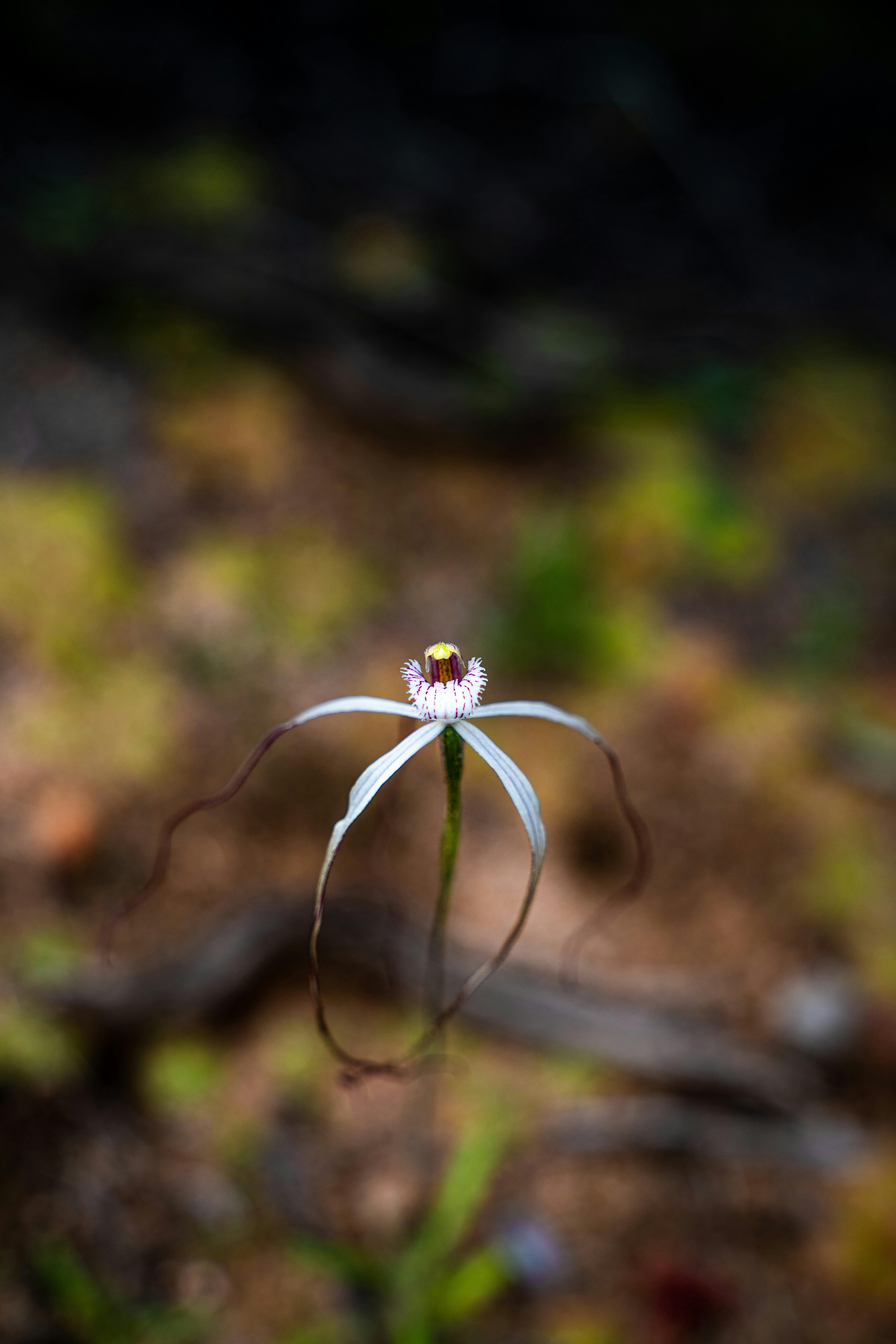 Spider Orchids are often seen on our wildflower tours if the conditions lend themselves.