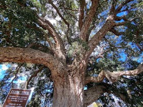 Tenterfield Cork Tree