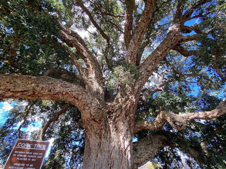 Tenterfield Cork Tree