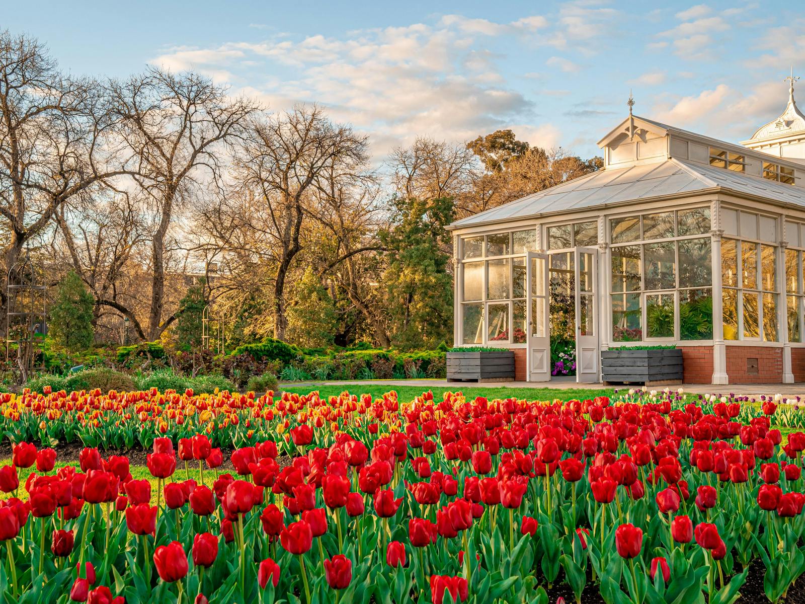 Image for Bendigo Annual Tulips Display