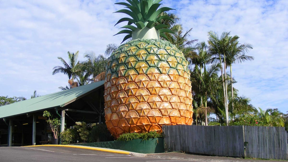 The Big Pineapple The Big Pineapple