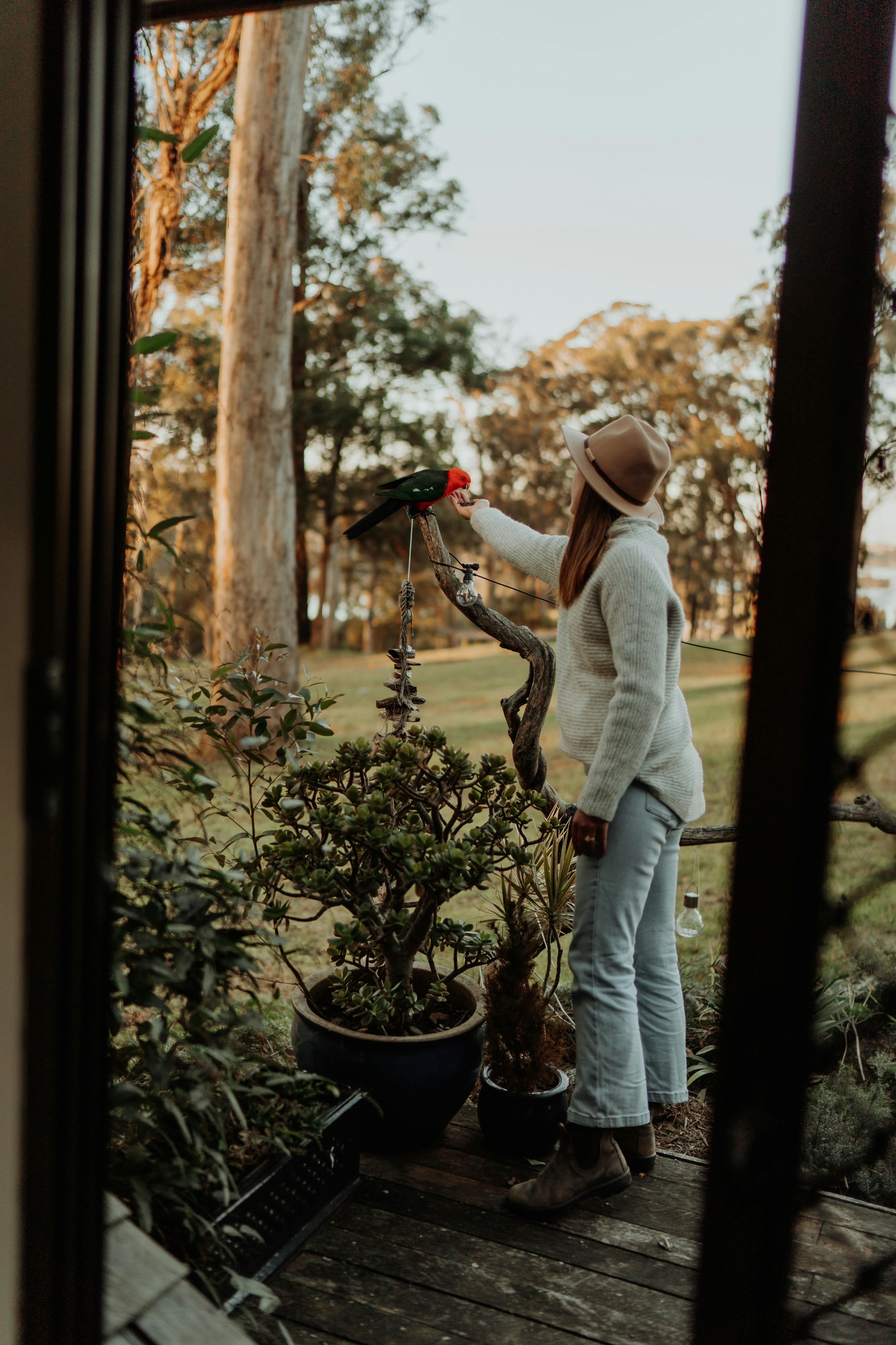 地元の野生動物に餌を与えたり、触れ合ったり。フレンドリーなキングオウム