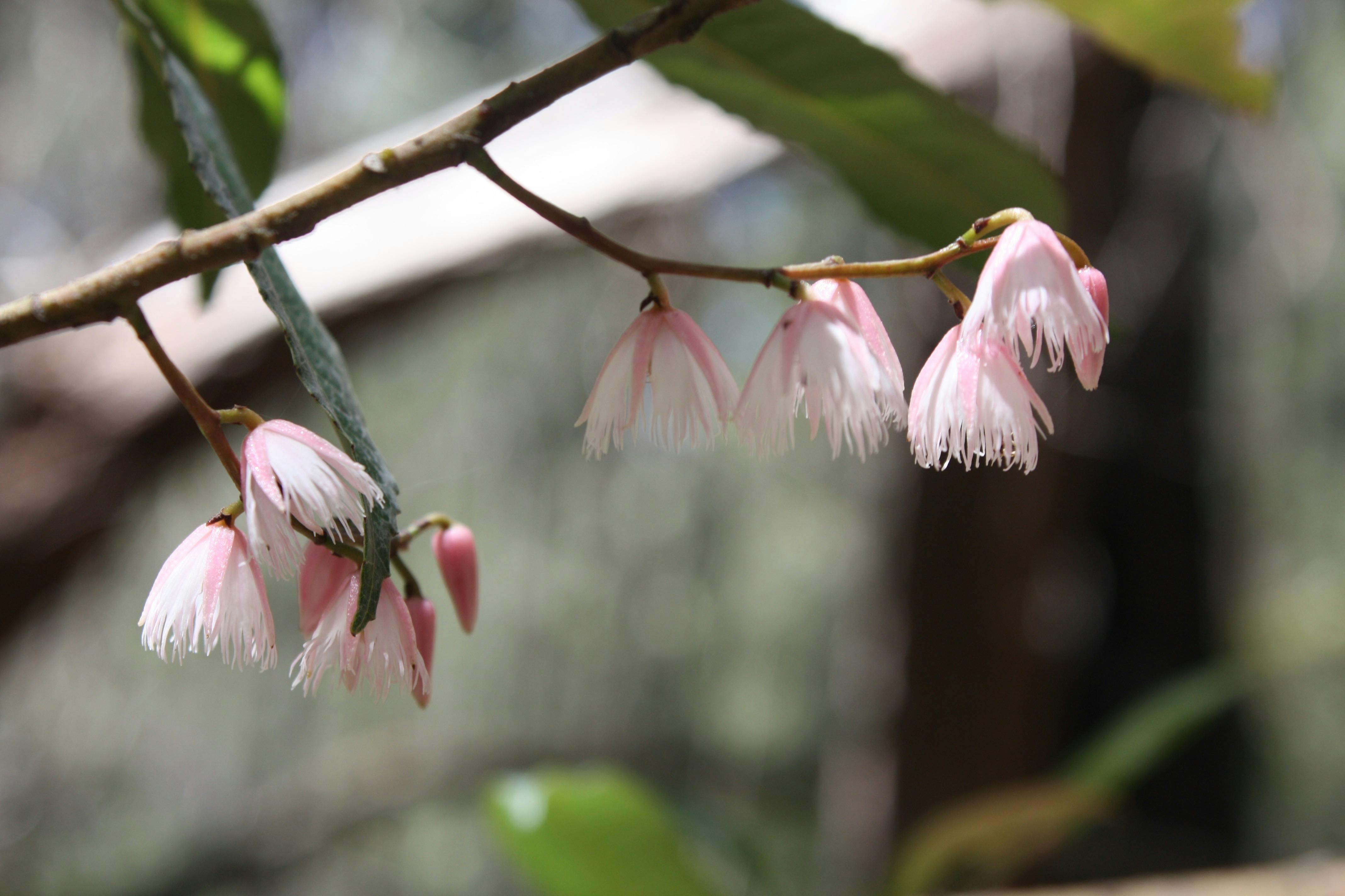 Yili-njili Cycle and Walkway, Tathra to Kalaru bike track, Bega, Sapphire Coast