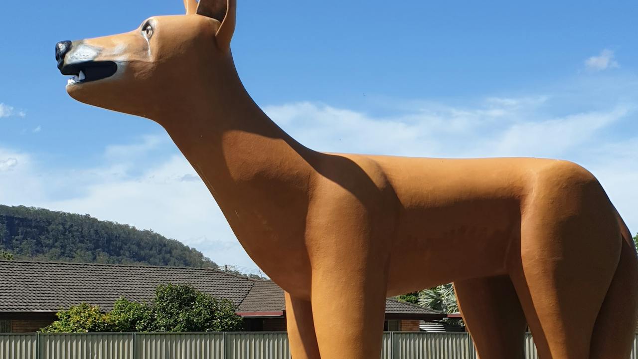 The Big Dog