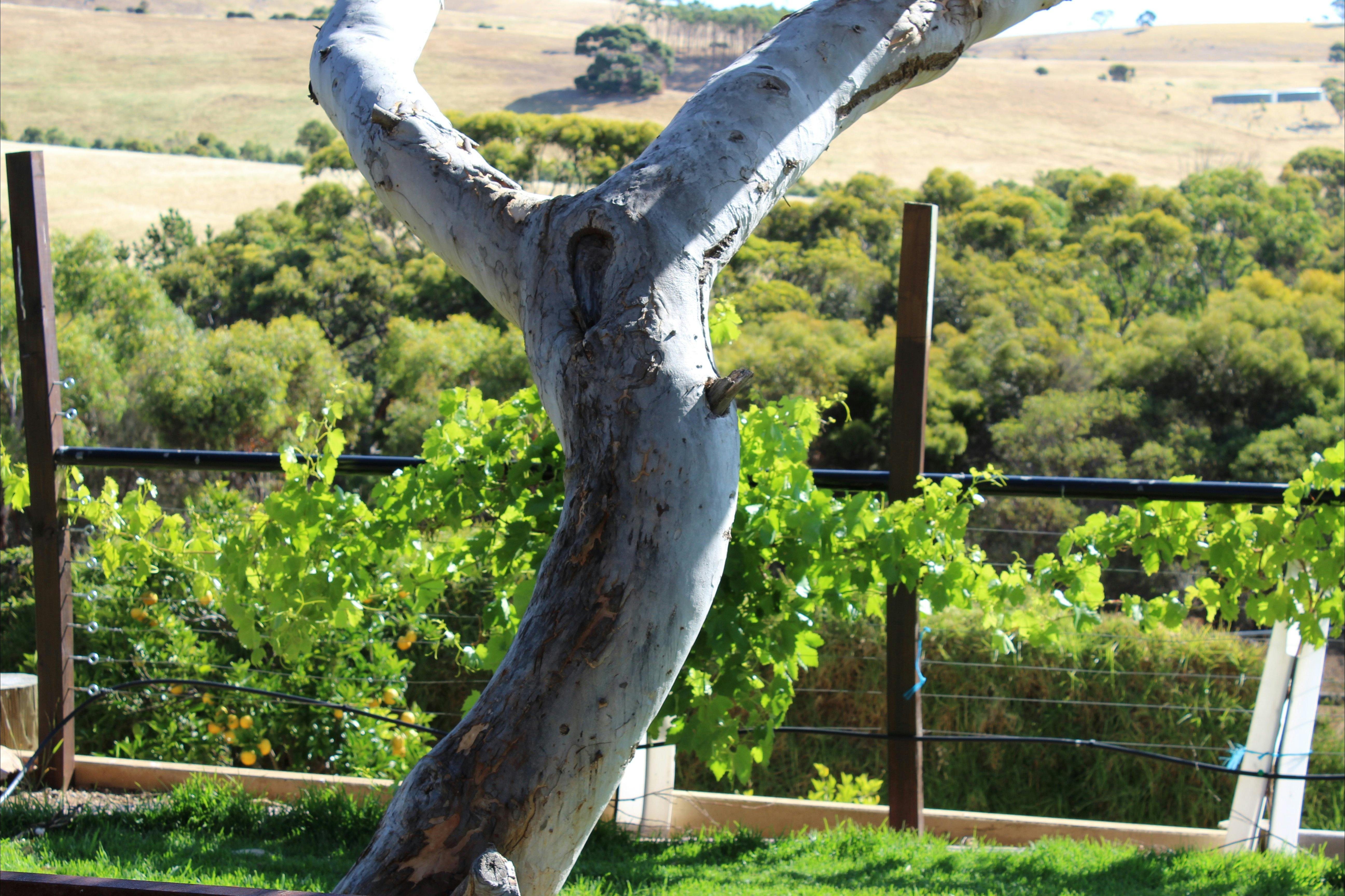 Most photographed tree on our property