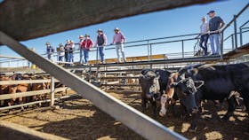 Roma Saleyard Tours