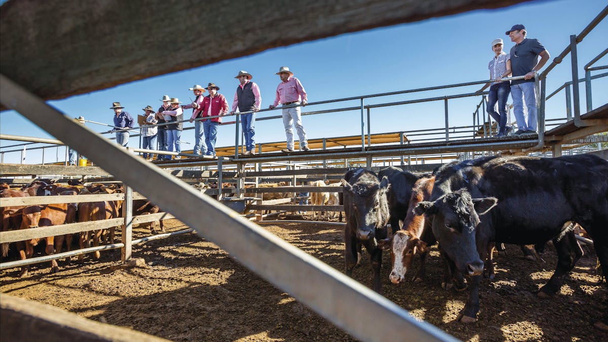 Roma Saleyard Tours