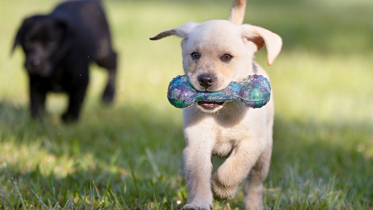 Small cream lab puppy running with a rubber bone in its mouth and a black pup in background