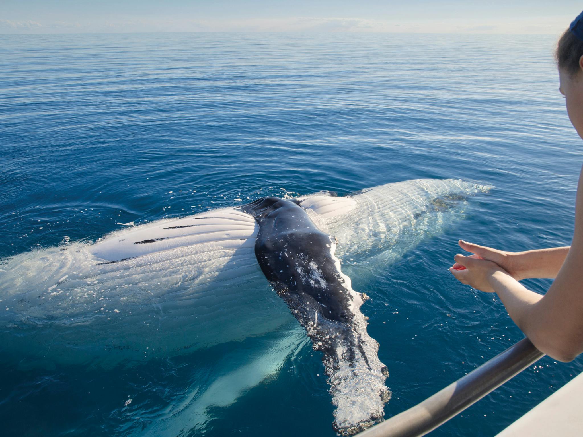 Humpback Whale Humpback Whale