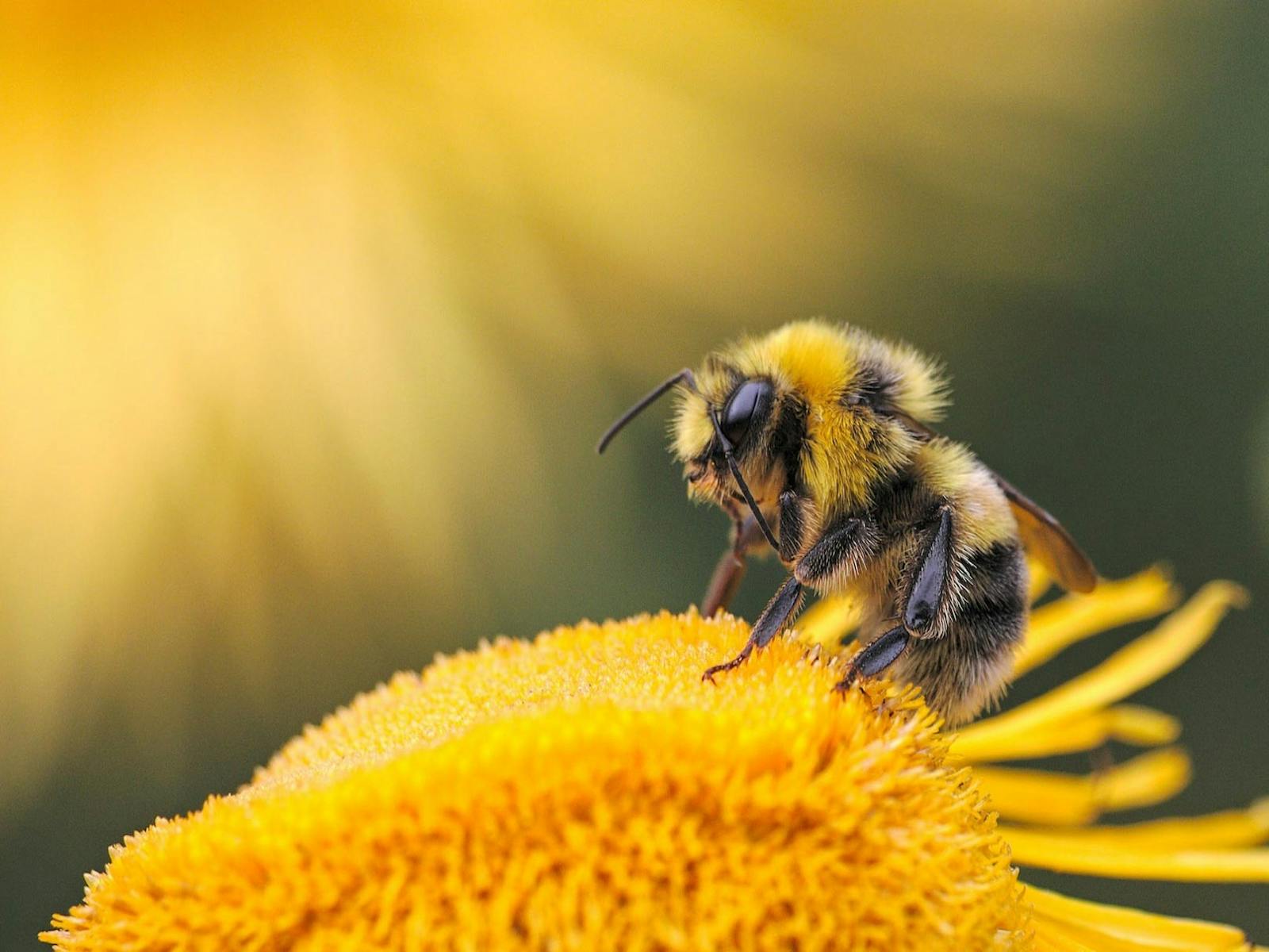 Bees