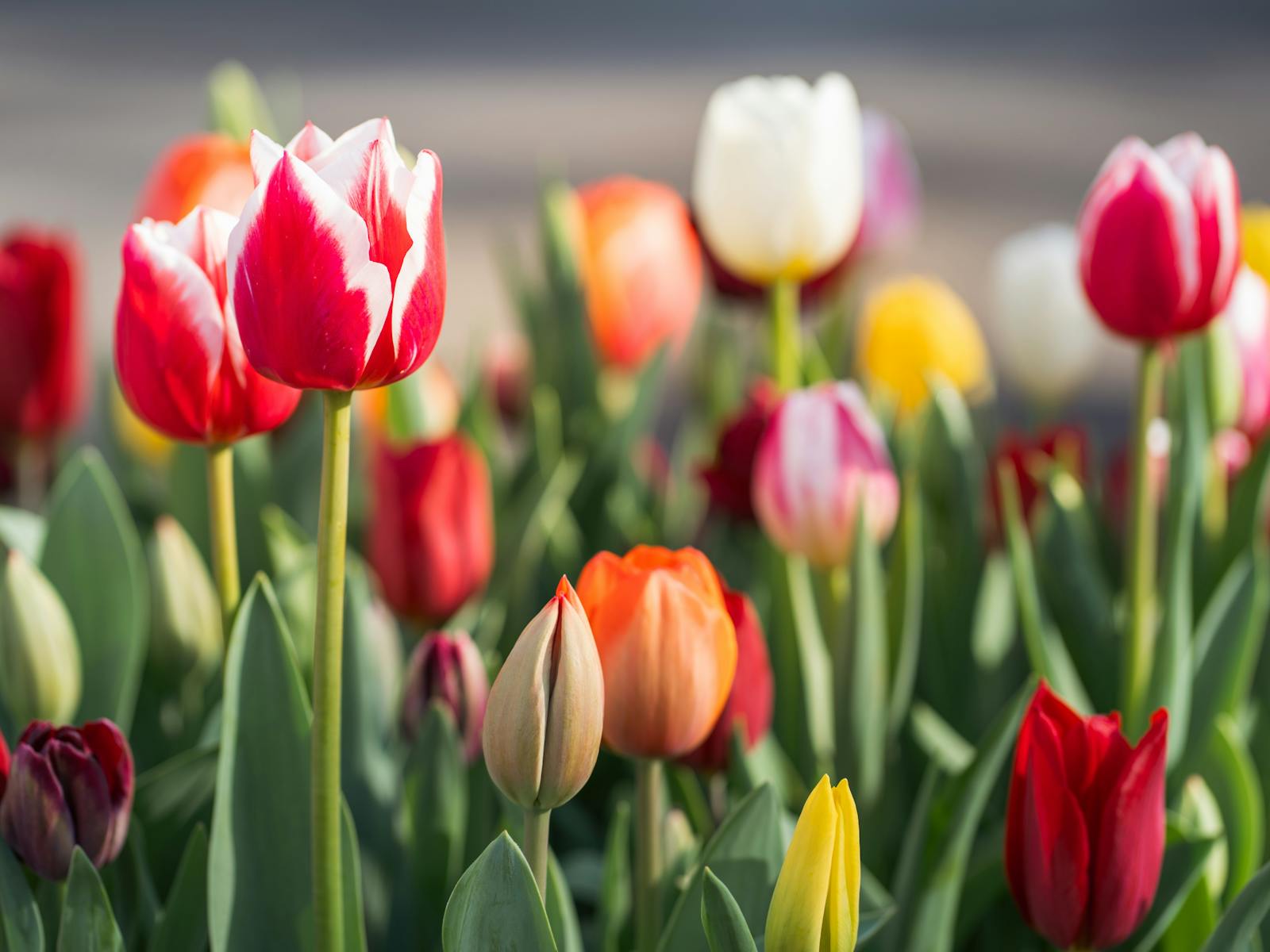 Image for Nannup Flower and Garden Festival