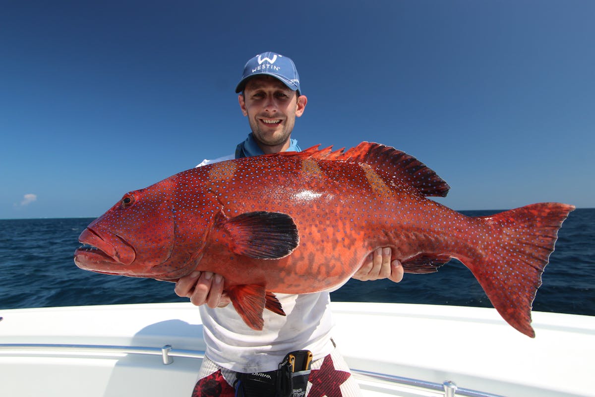 beautifil blue spot coral trout, bright red color makes these fish such a beautiful one to catch.