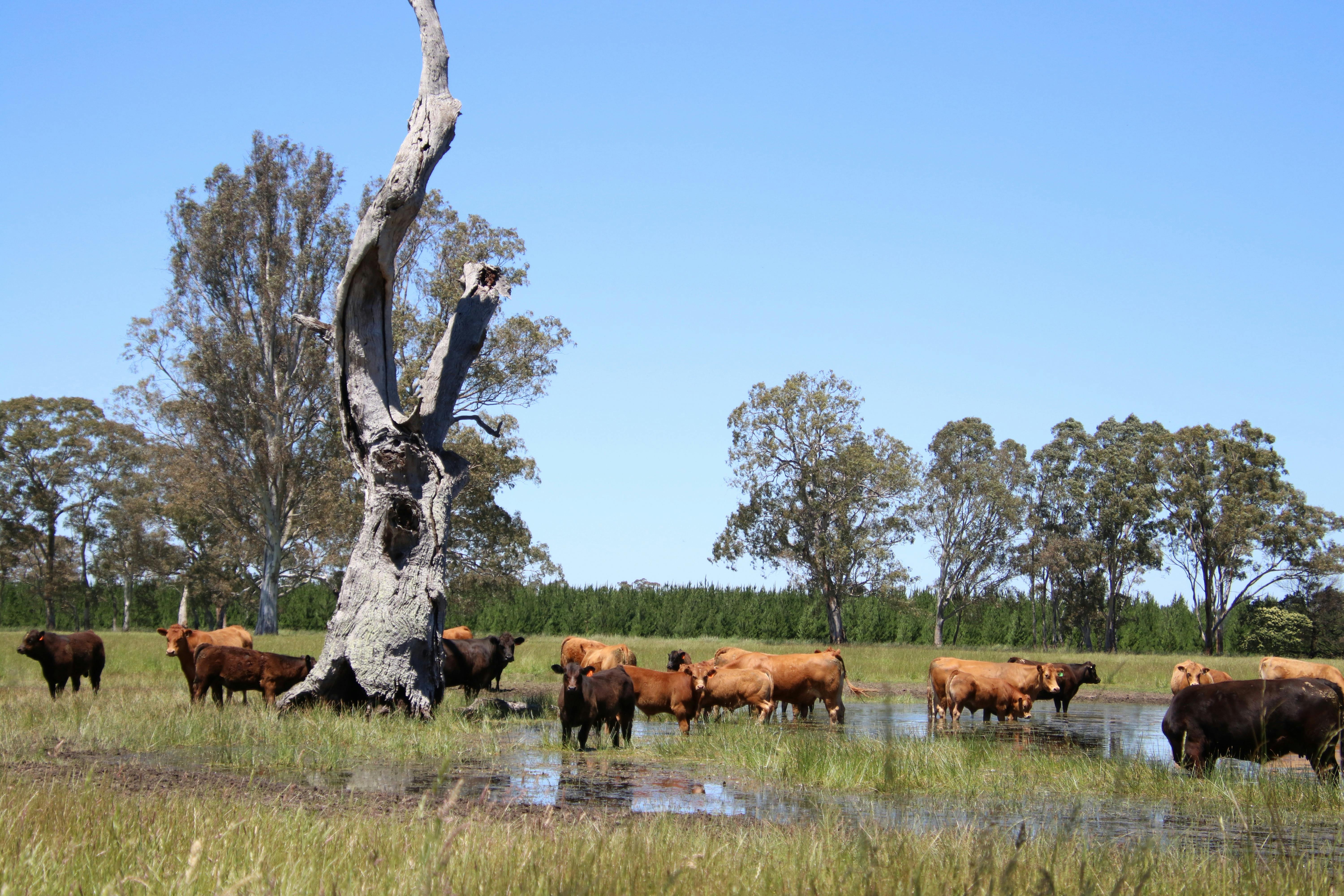 Warrawindi Escapes