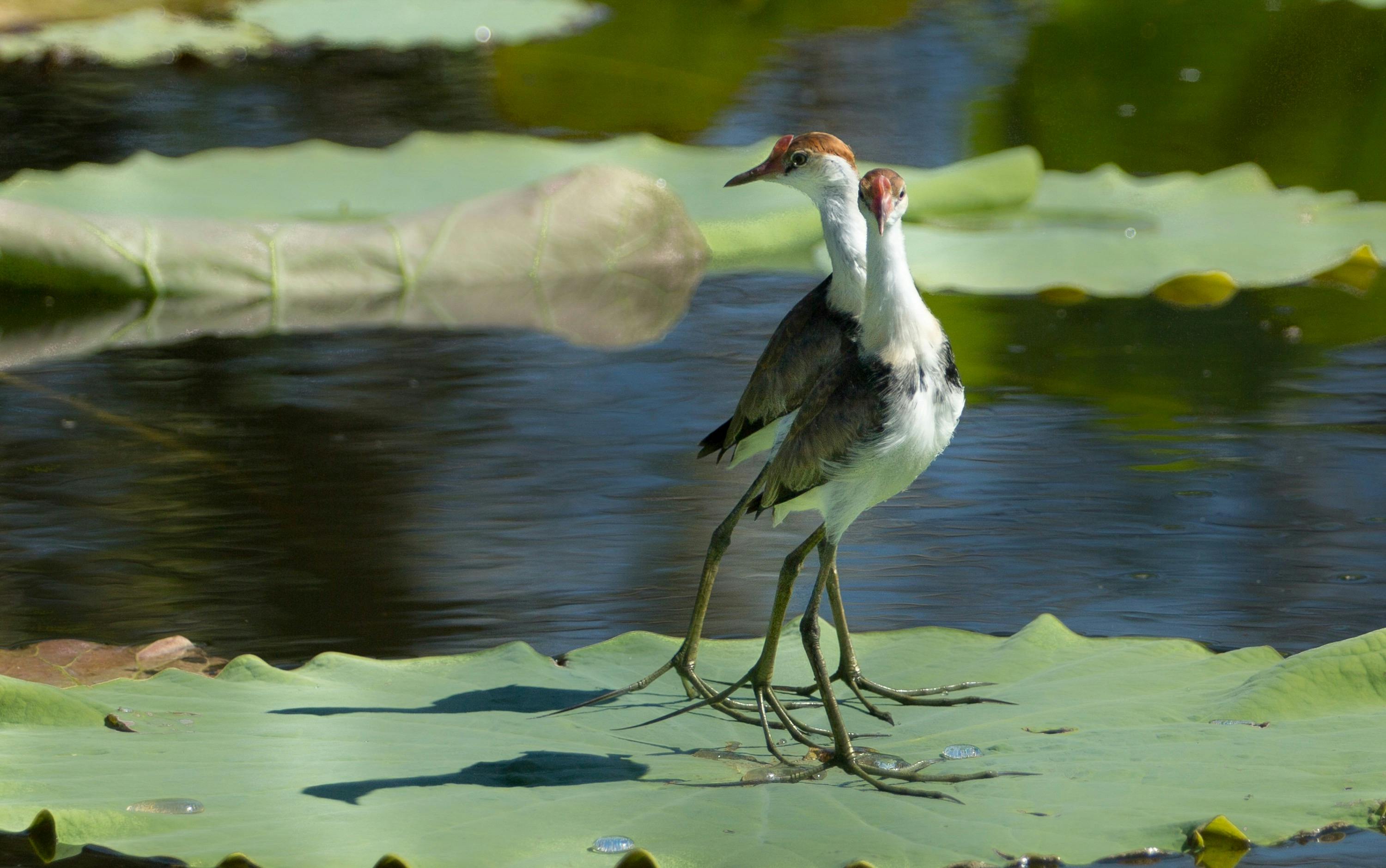 Juvenile jacana