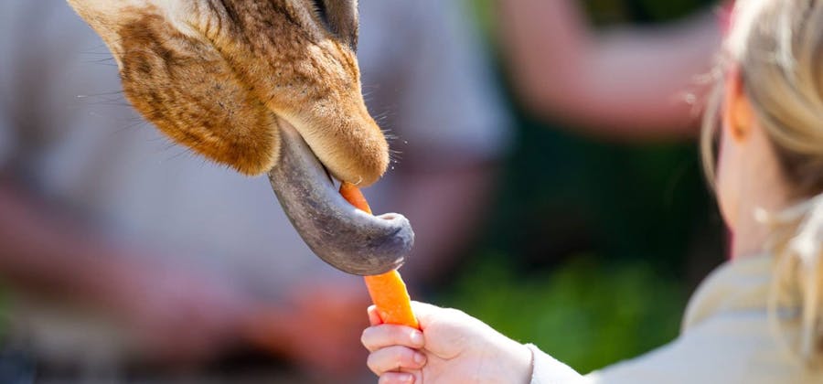 Giraffe Feed at Adelaide Zoo