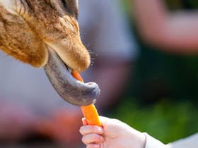 Giraffe Feed at Adelaide Zoo South Australia