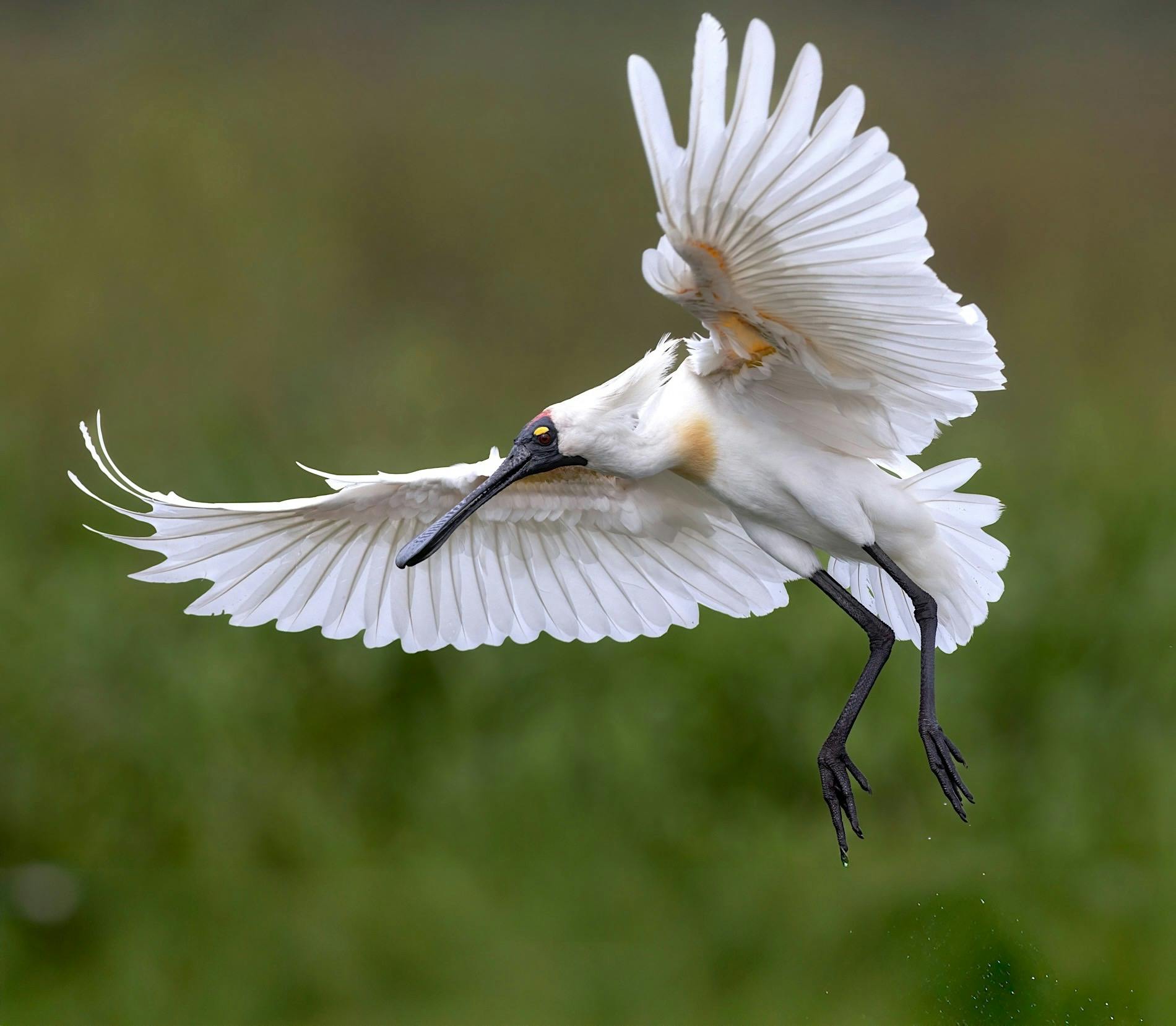 Royal Spoonbill, Platalea regia, at Fogg Dam, Northern Territory