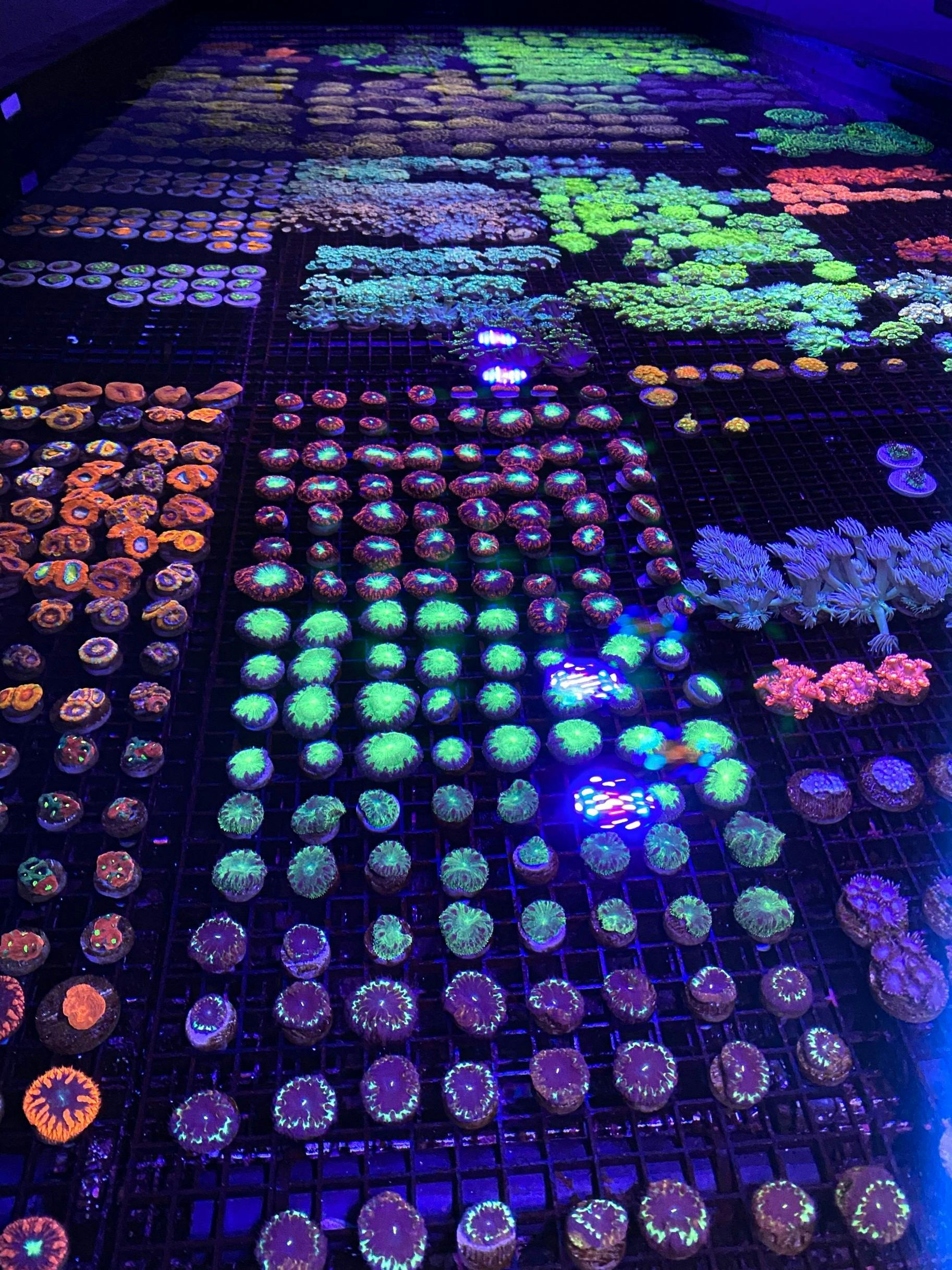 Propagated Coral