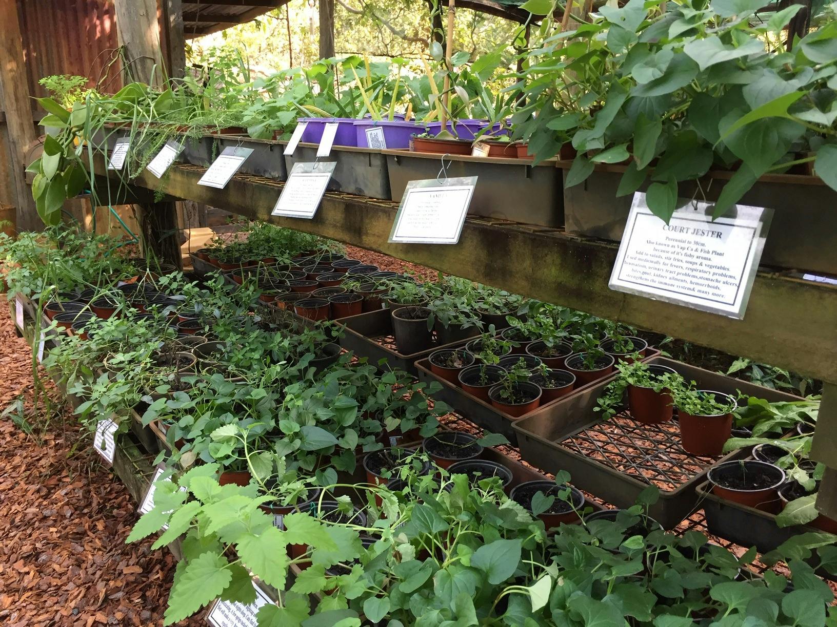 Herbs on display