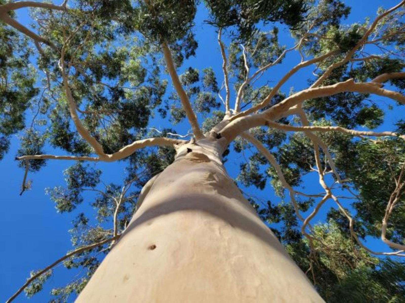 Trees