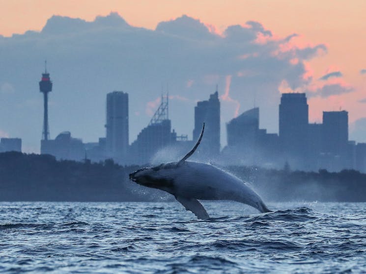 sunset whale