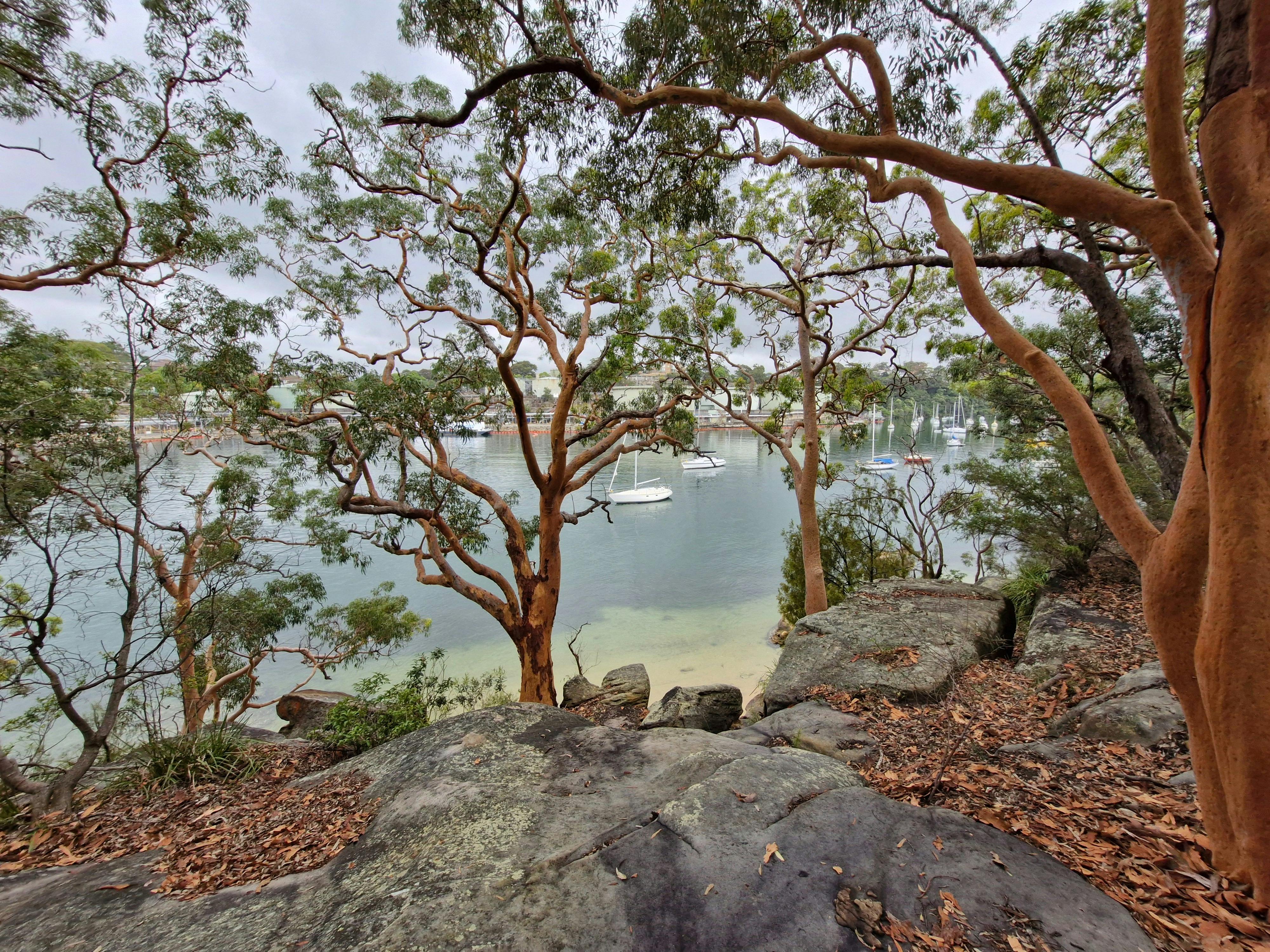 Blick über eine Steinplattform und durch Gummibäume auf kleine Yachten im Hafen von Sydney