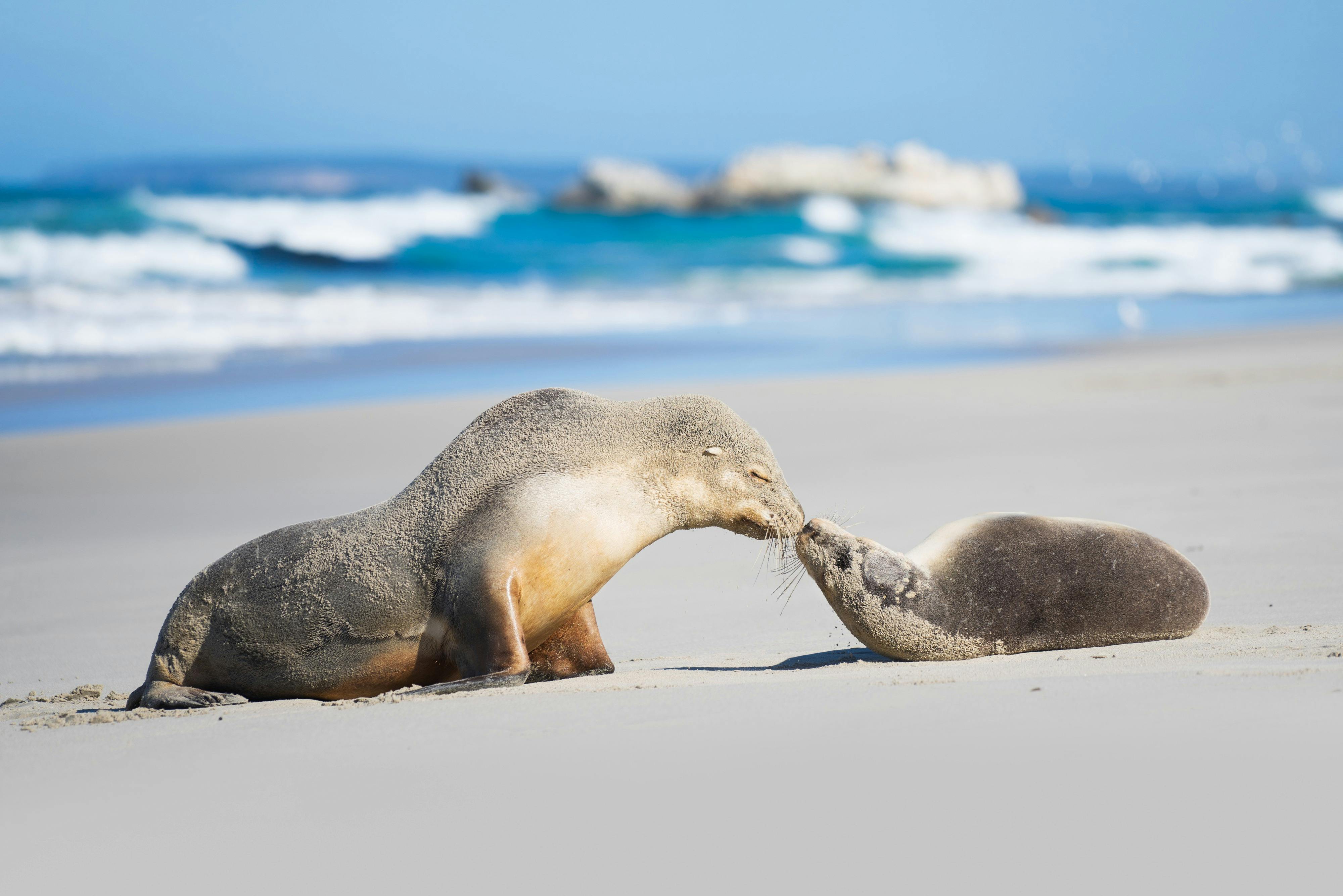 Seals at Seal Bay Conservation Park Kangaroo Island