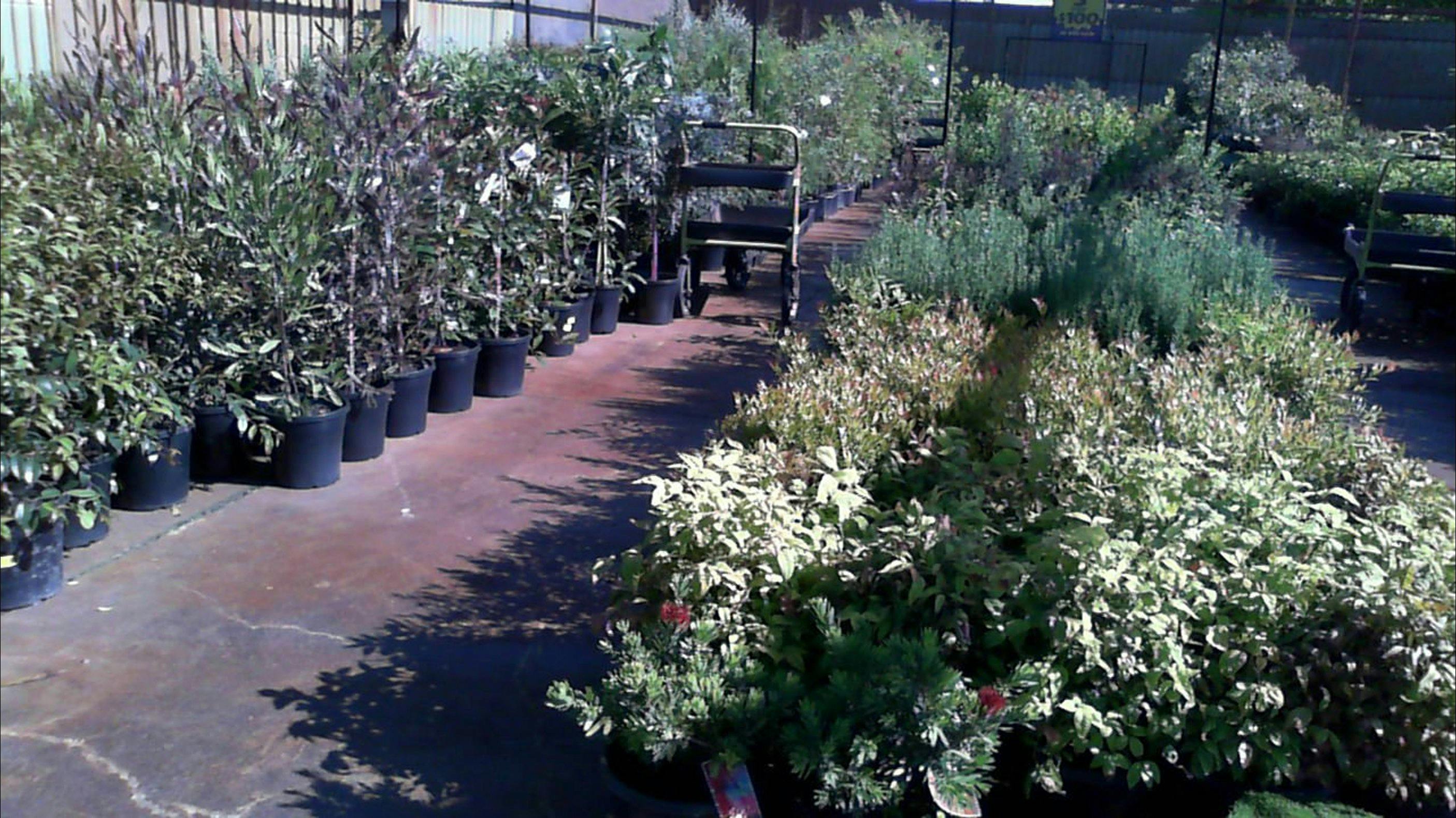 원예 배 종묘장 식물 앨버리