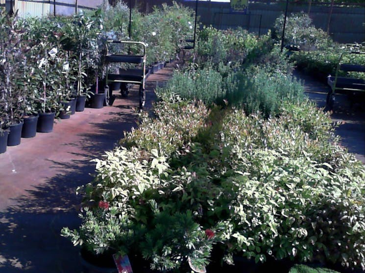 Gardening, Peards, Nursery, Plants, Albury