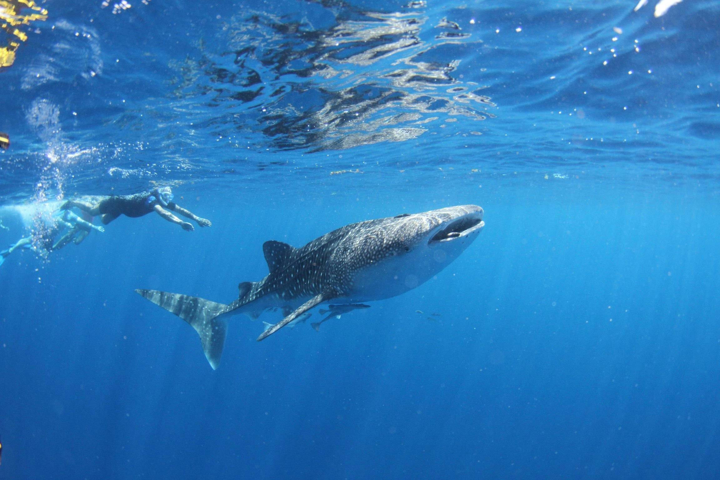 Ningaloo Blue Dive, Exmouth, Western Australia