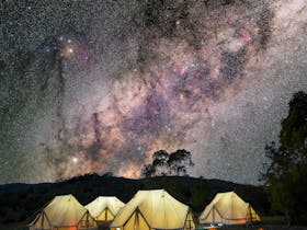 Image for A Wild Night Out at Tidbinbilla