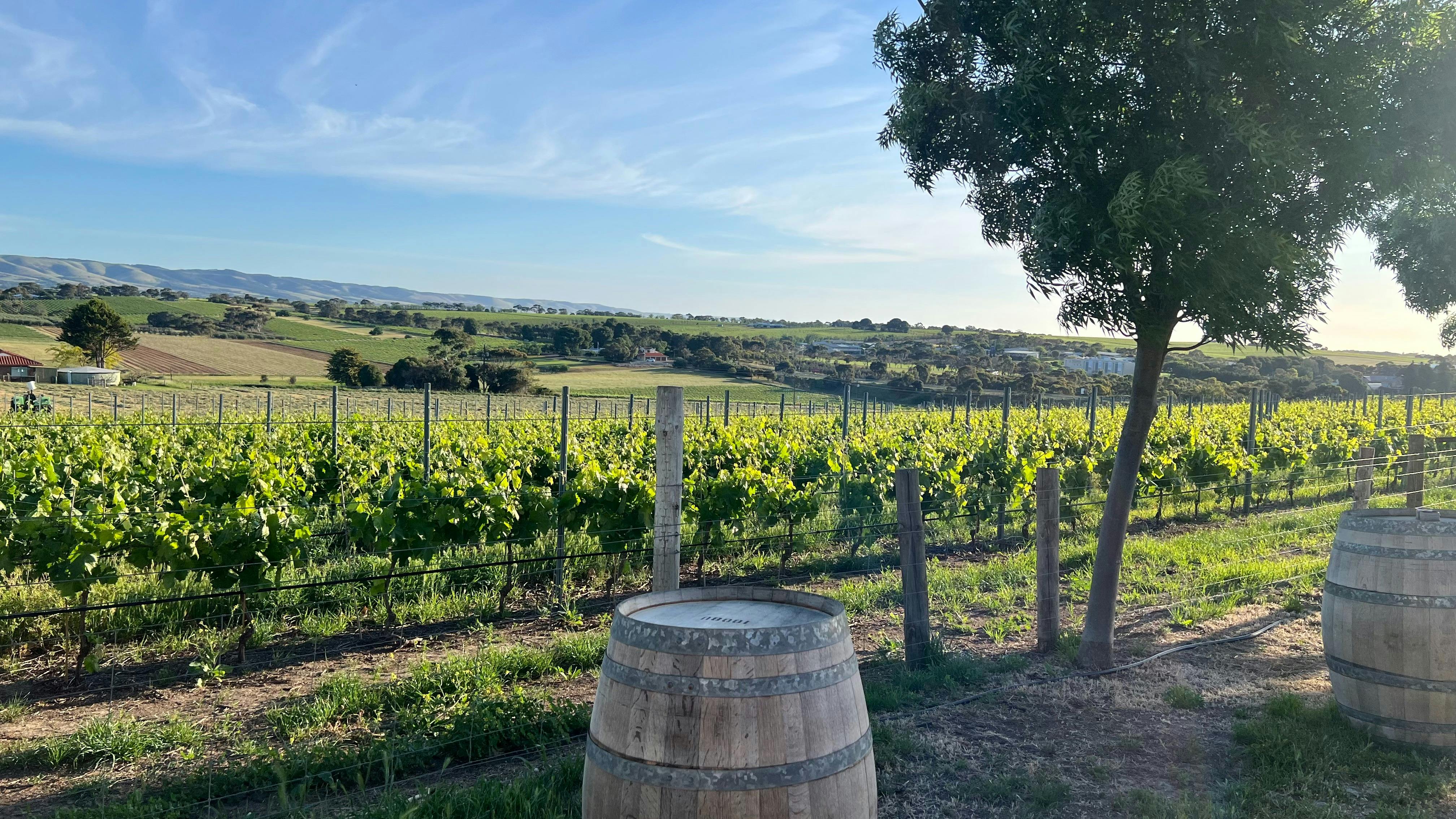 The Old Vine Experience at Juxtaposed Wines