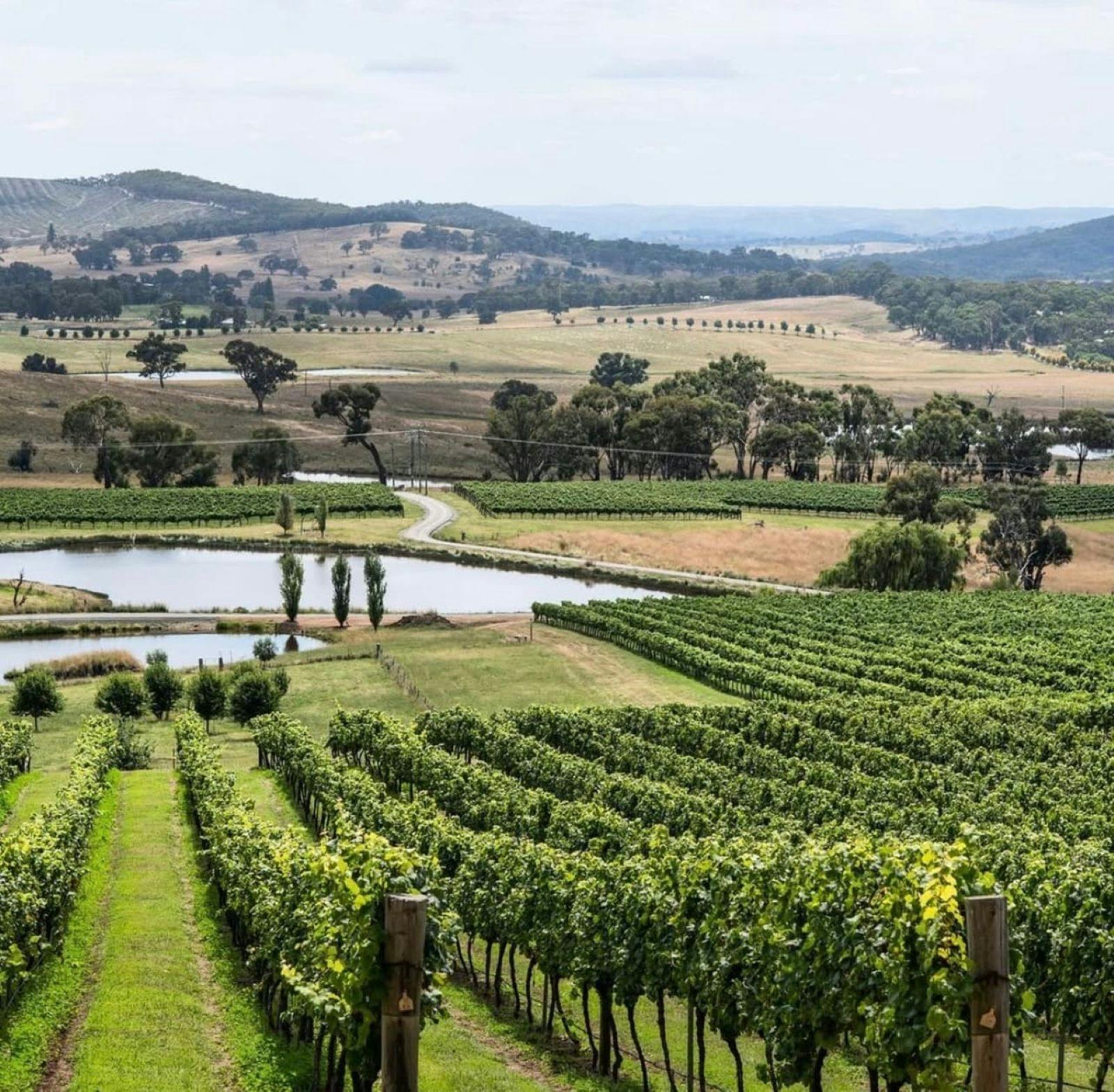 Vine rows