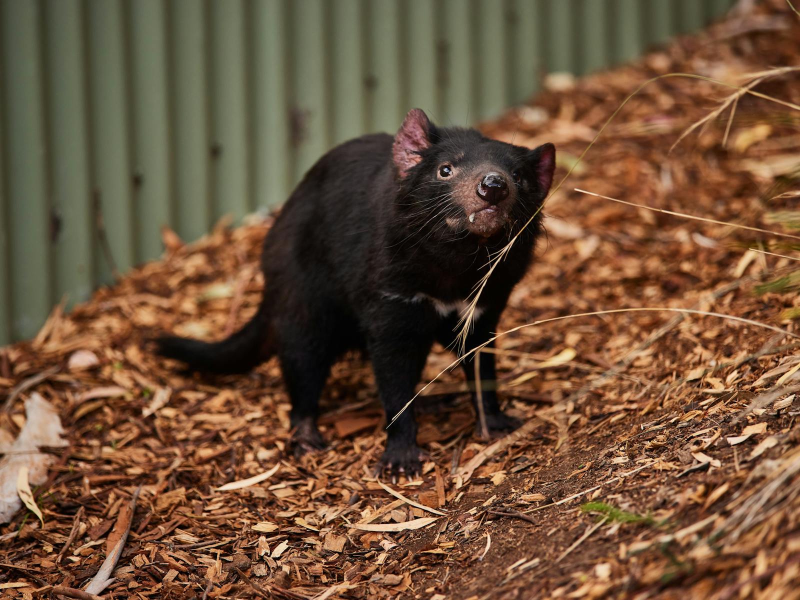 Bonorong Wildlife Sanctuary