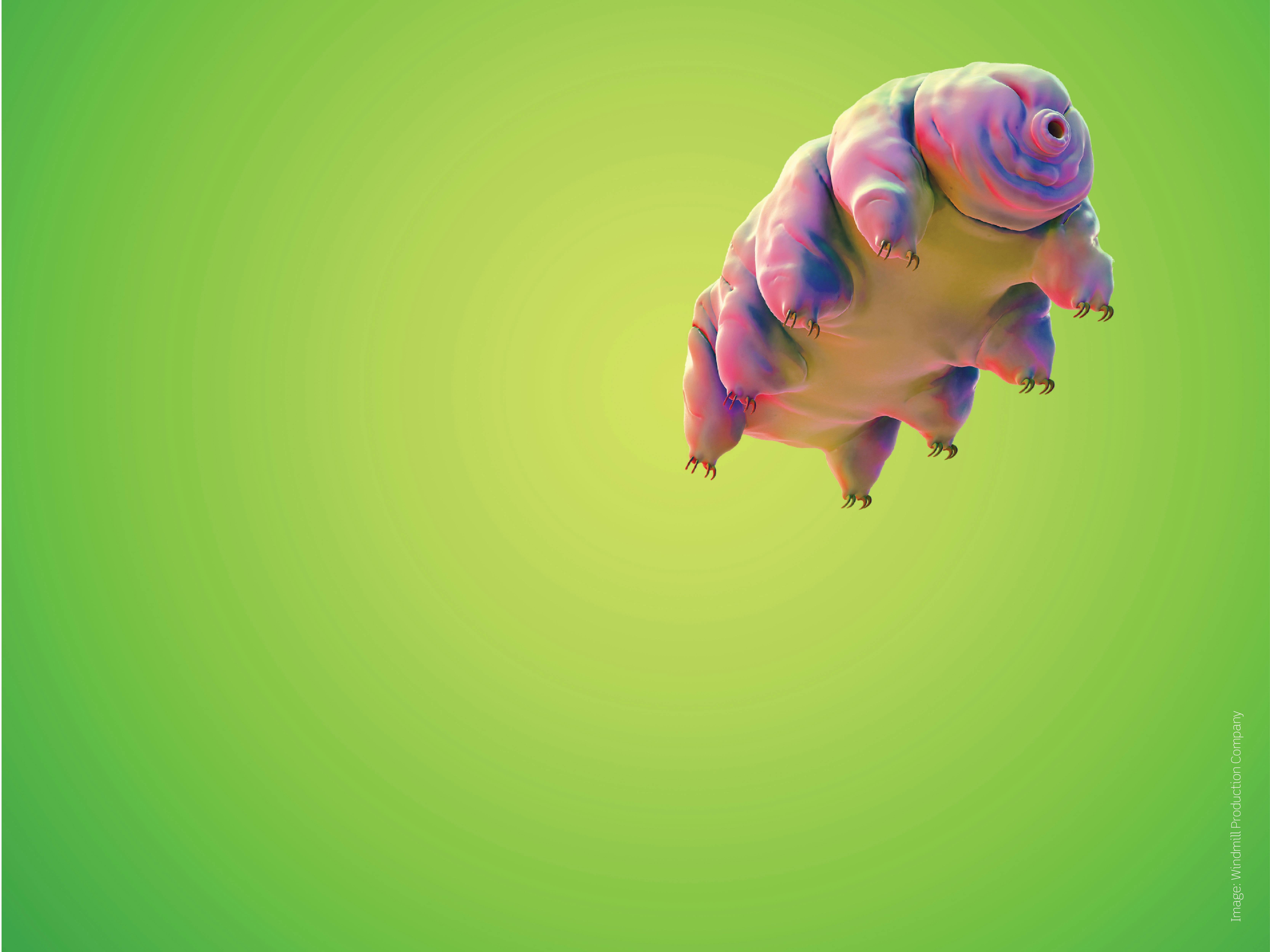 Moss Piglet edit