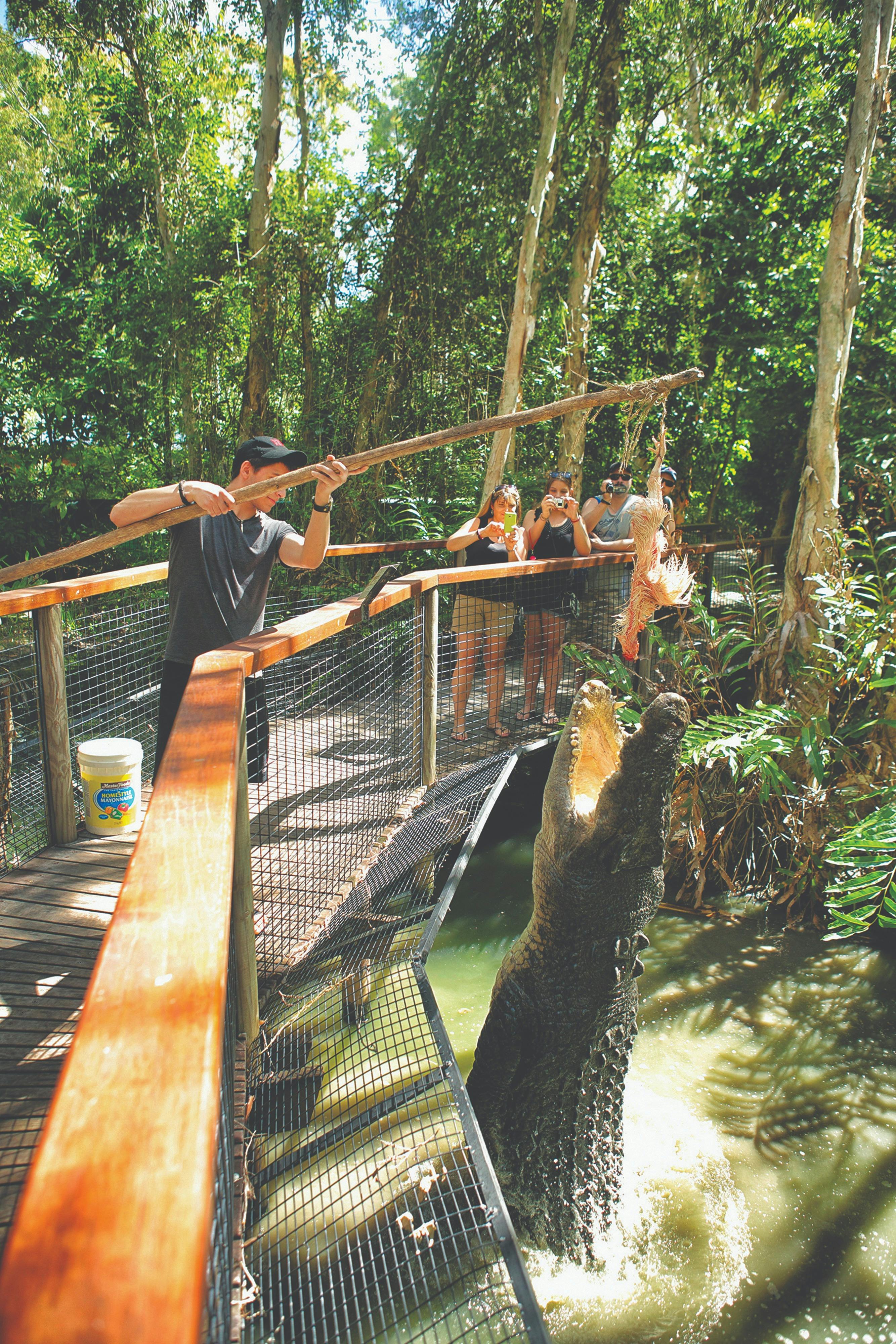 Hartley's Crocodile feeding