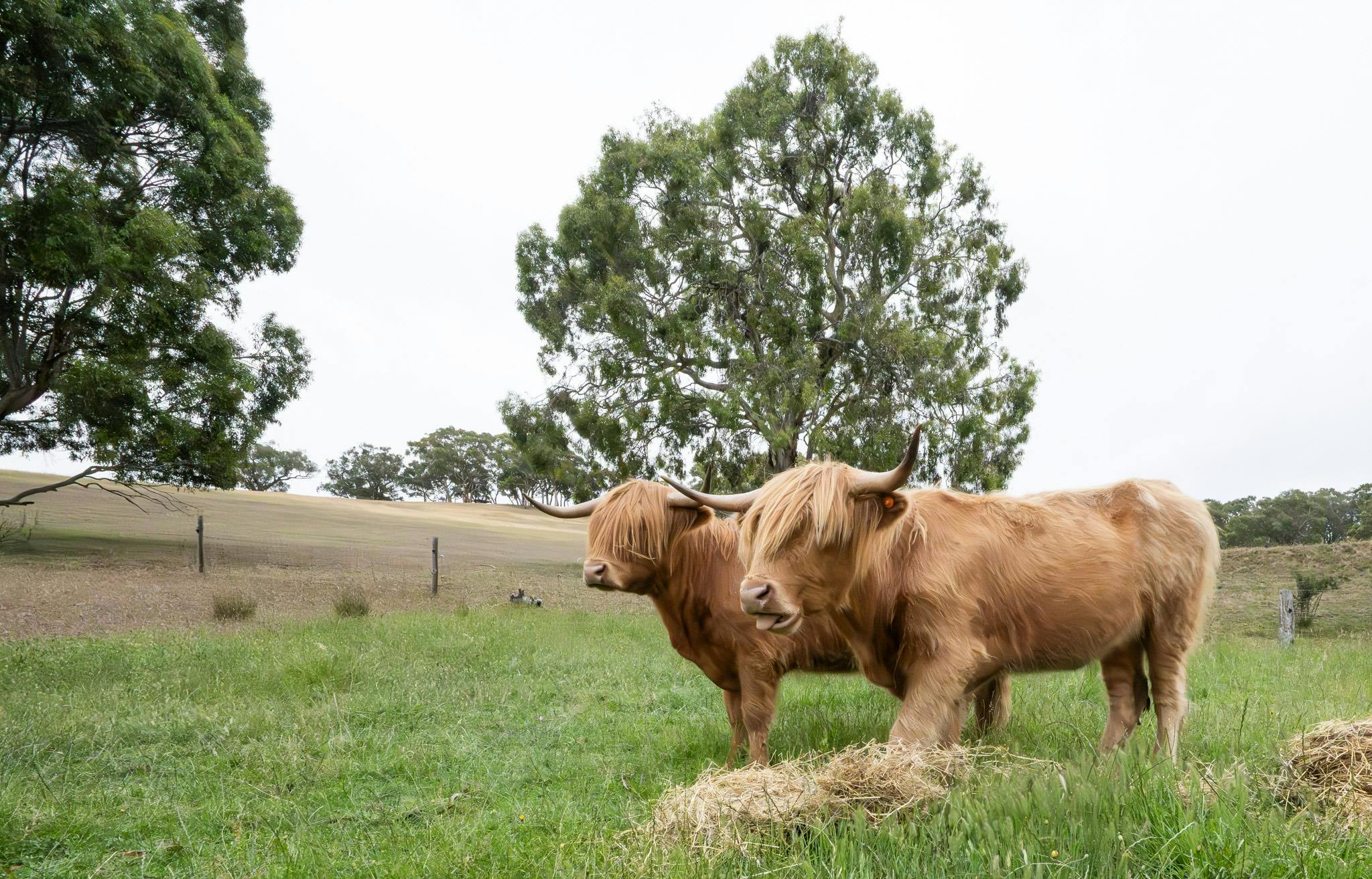 Our Highland Cattle nestled in a beautiful gully on our property