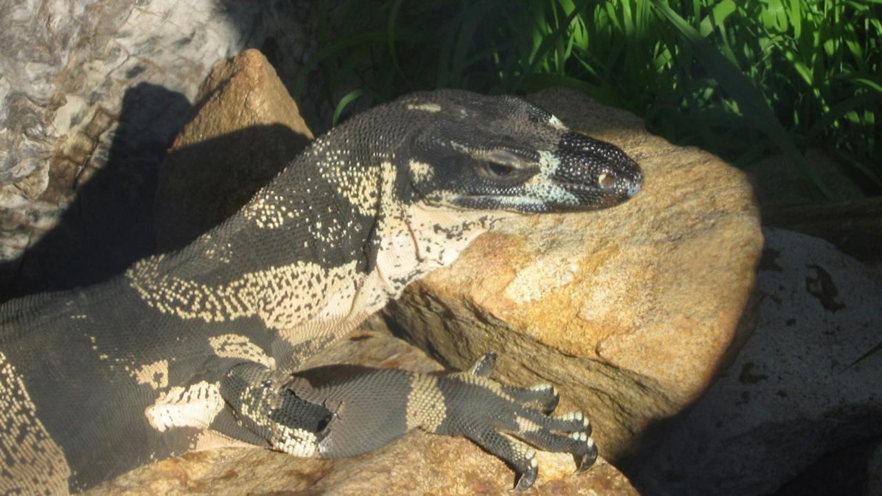 Armadale Reptile Centre