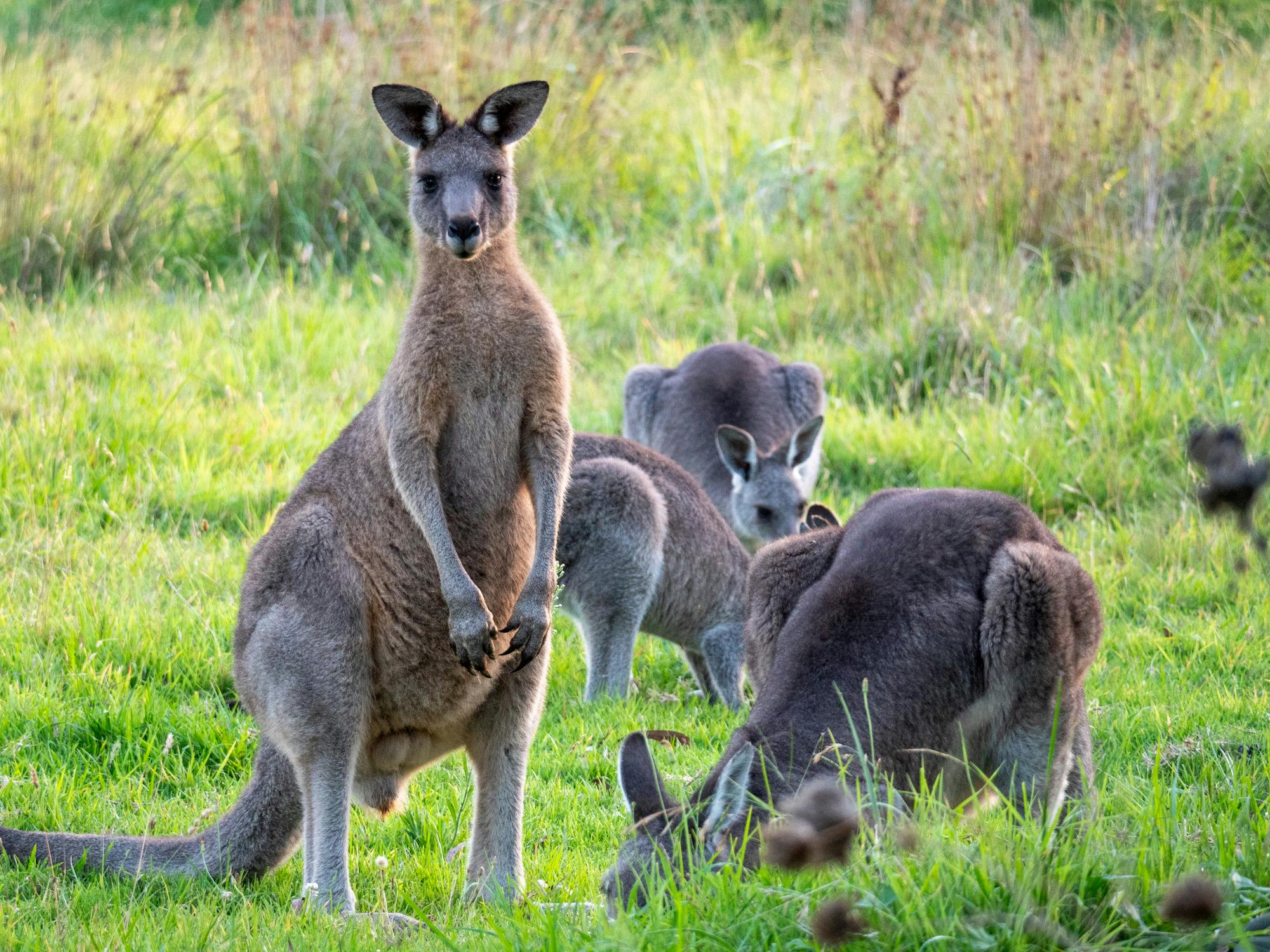 Kängurus auf der Koppel