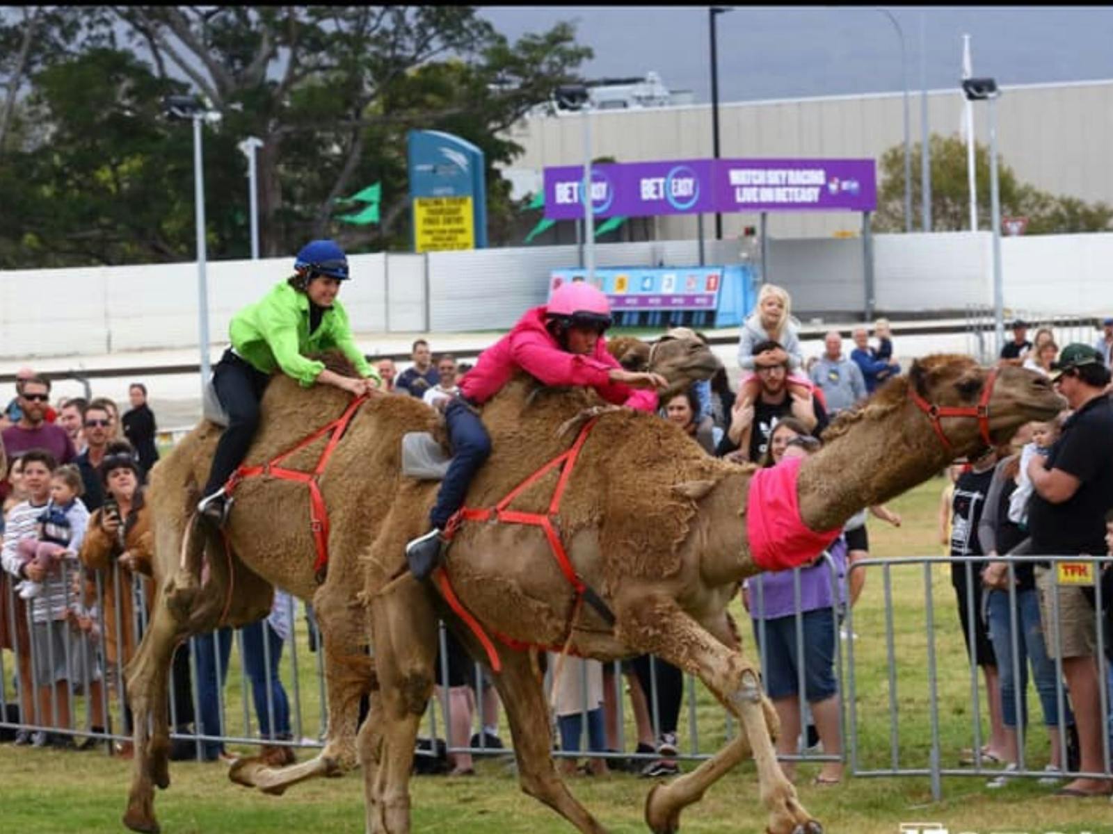 Image for Camel Races at Gosford Showgrounds