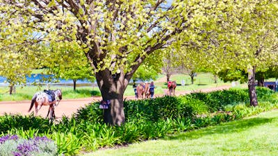 Gooromon Park Riding School